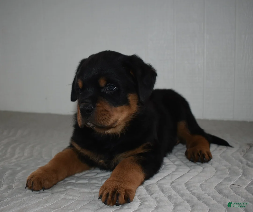Rottweiler dogs for sale: Riley - Ad 5