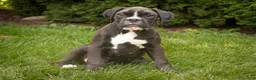 Boxer dogs for sale: Tucker - Ad 5