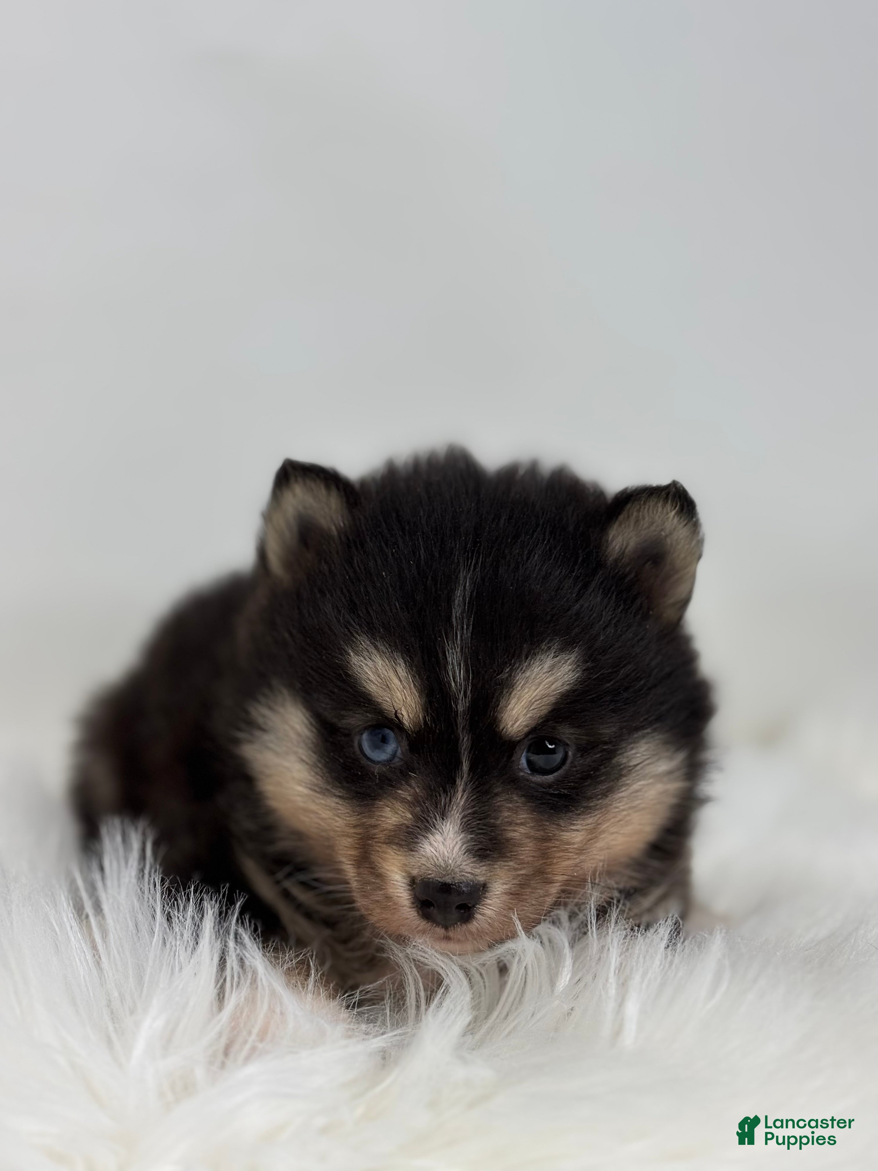 Pomsky dogs Christopher - Ad 5