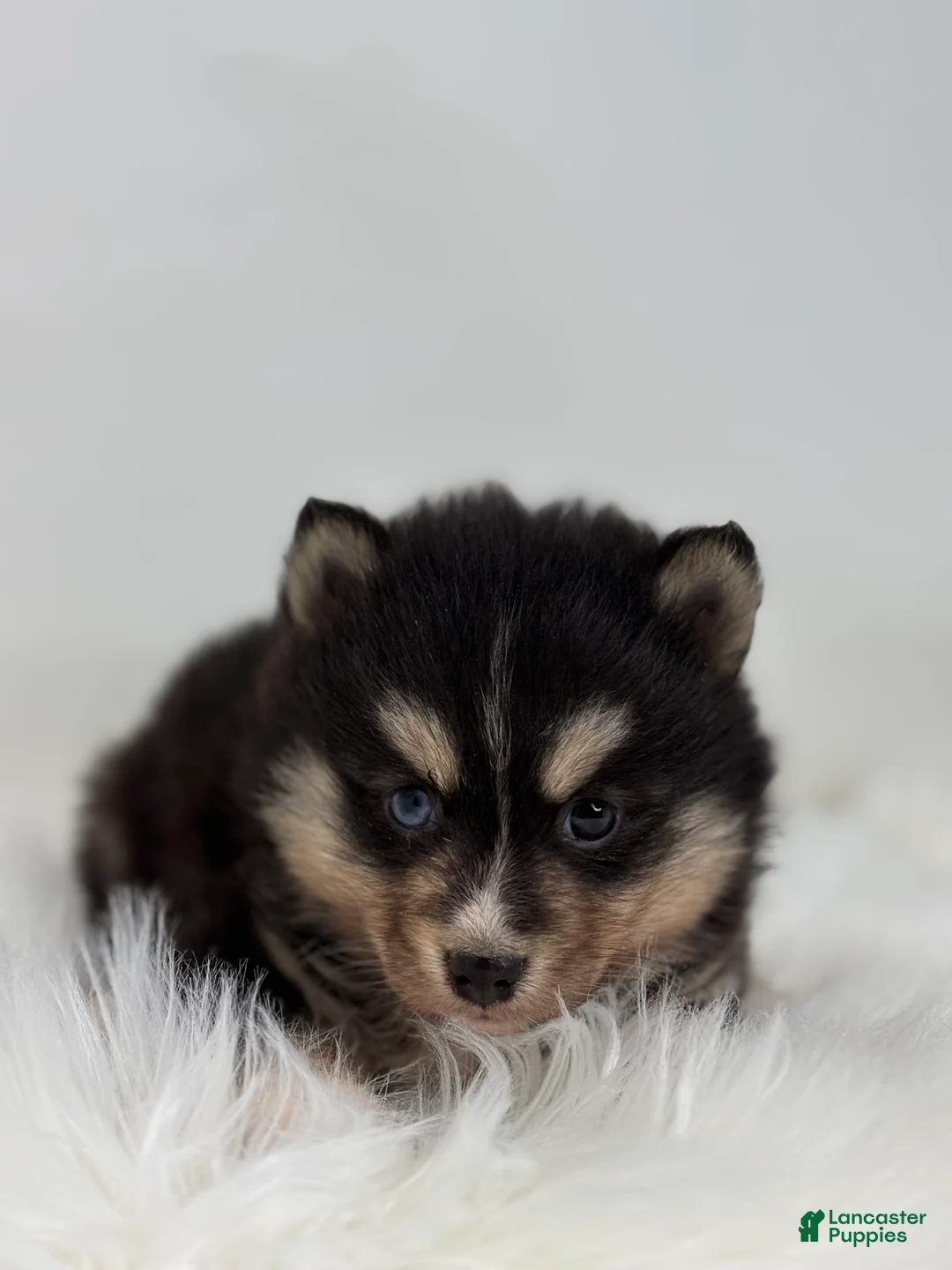 Pomsky dogs for sale: Christopher - Ad 1