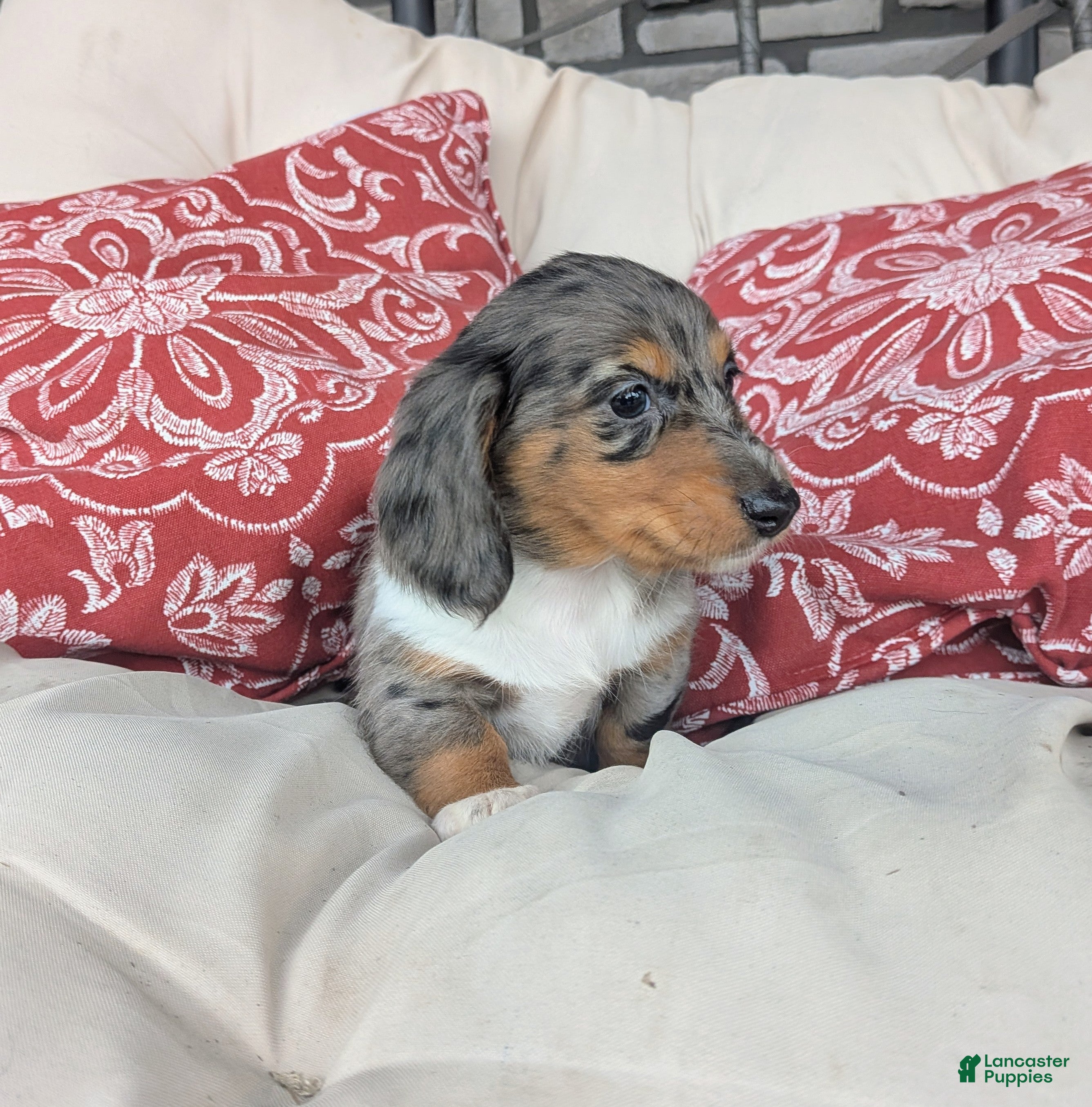 Dachshund dogs Dachshund 3 - Ad 2