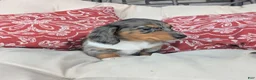 Dachshund dogs for sale: Dachshund 3 - Ad 2