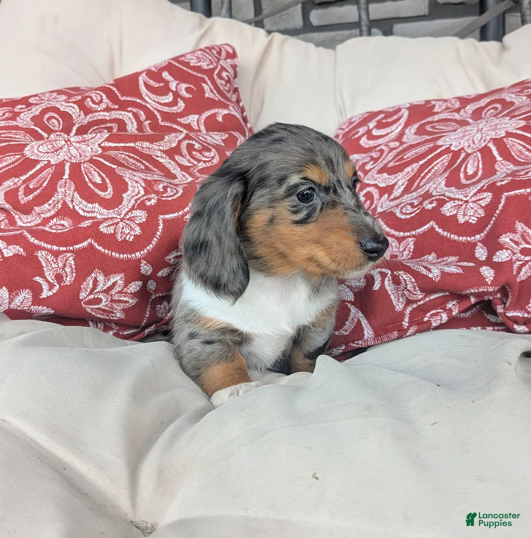 Dachshund dogs for sale: Dachshund 3 - Ad 2
