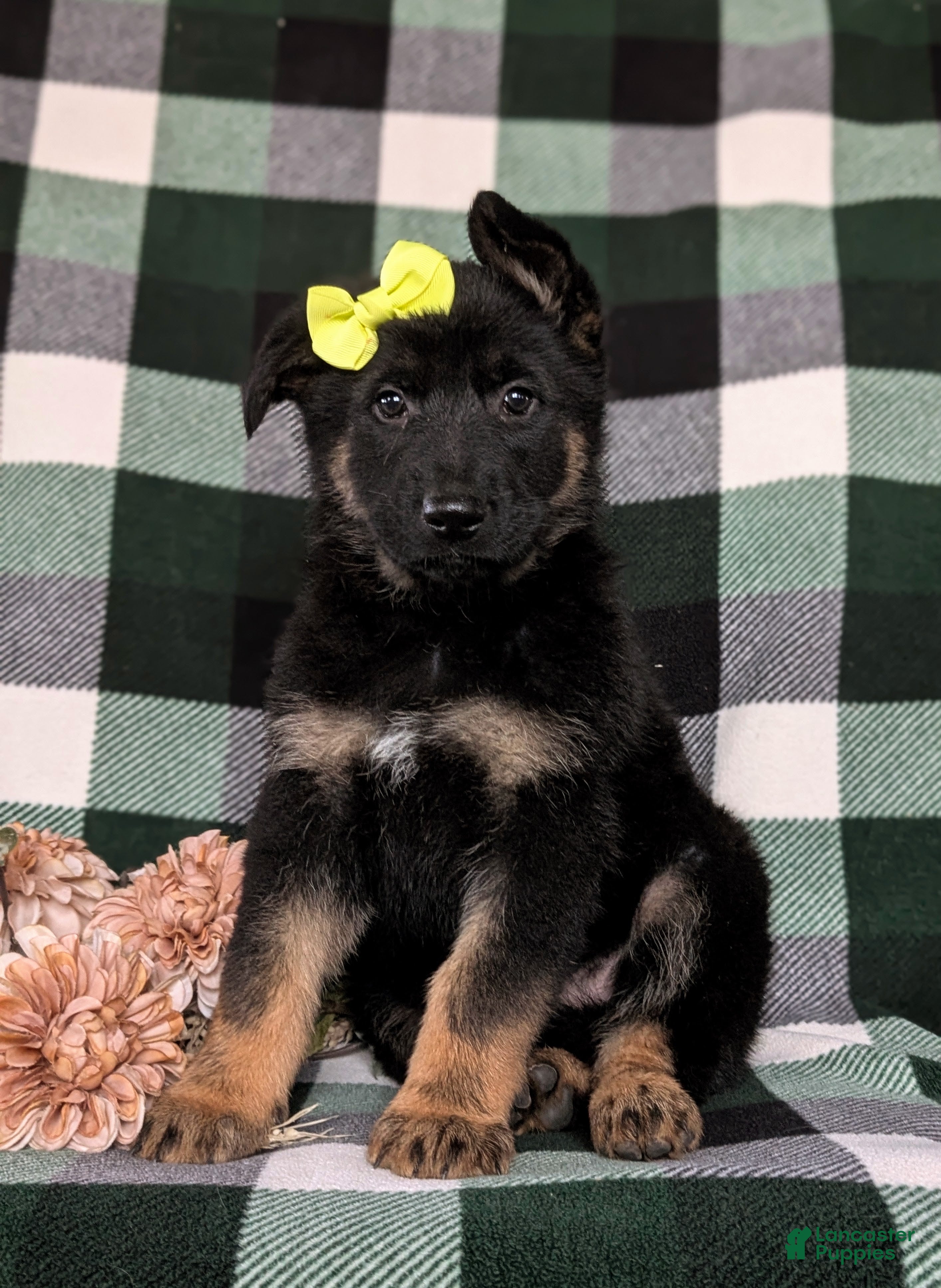 German Shepherd dogs for sale: Deidra - Ad 4