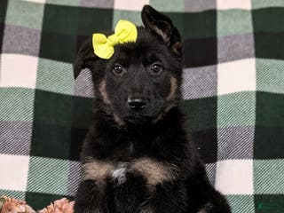 German Shepherd dogs Deidra - Ad 10