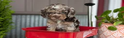 Cockapoo dogs for sale: Benji - Ad 8