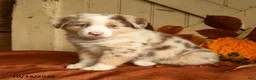 Australian Shepherd dogs for sale: Ginger - Ad 5