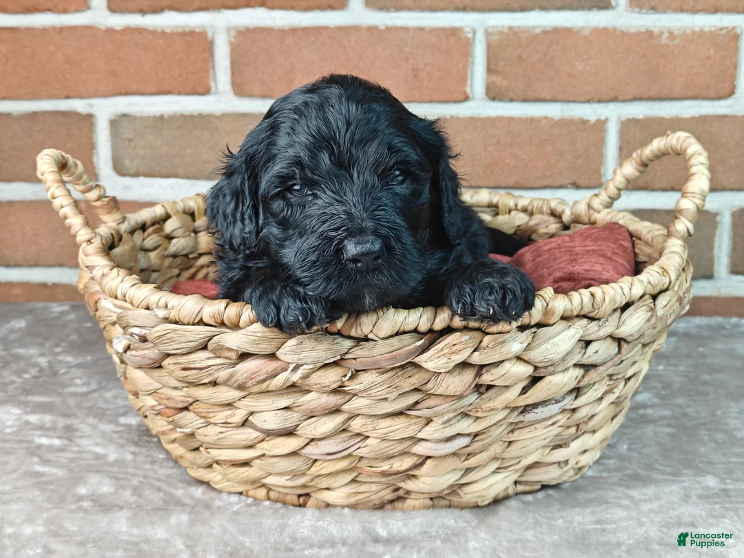 Bernedoodle dogs for sale: Bear - Ad 1
