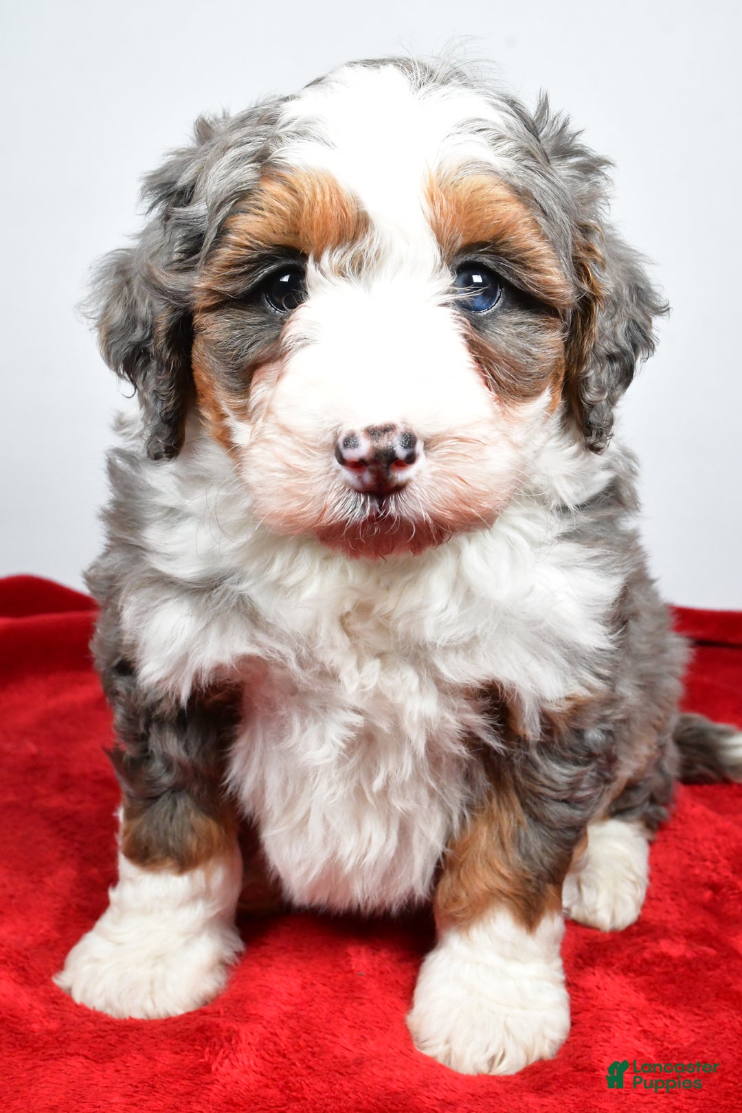 Mini Bernedoodle dogs for sale: Lola - Ad 5