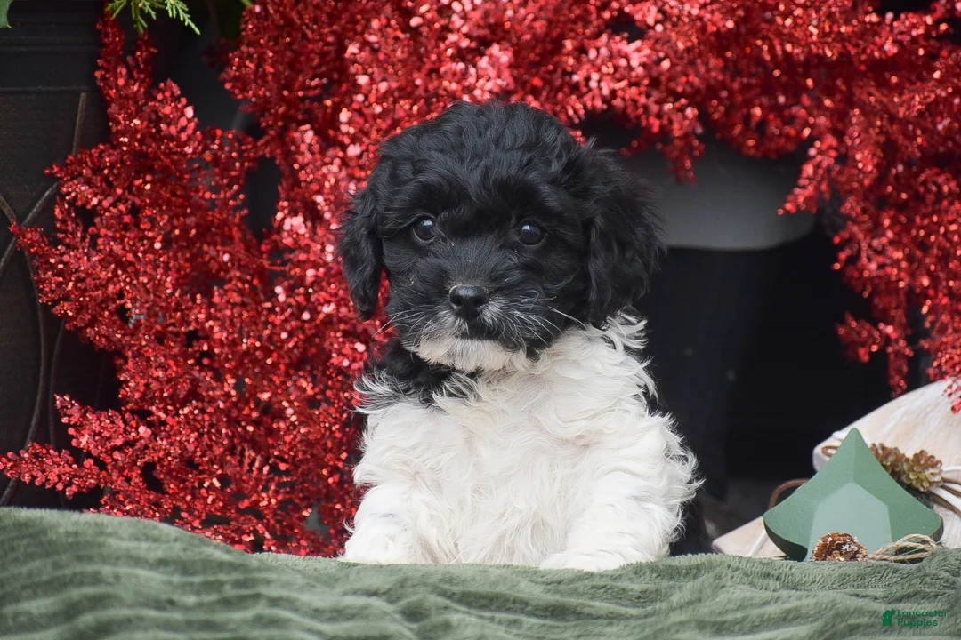 Cockapoo dogs for sale: Miles - Ad 3