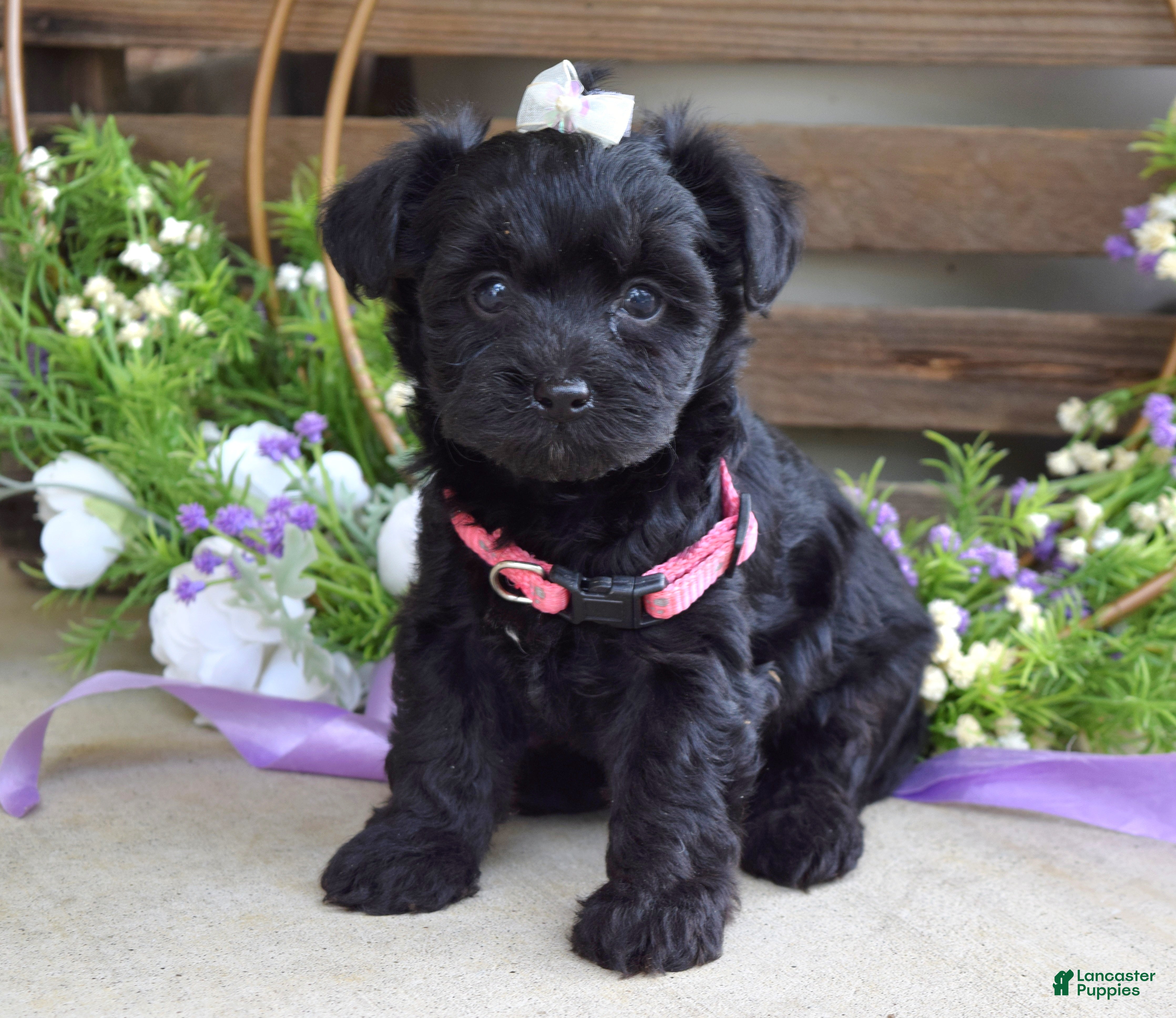 Yorkiepoo dogs Claire - Ad 2