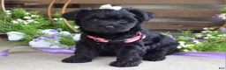 Yorkiepoo dogs for sale: Claire - Ad 2