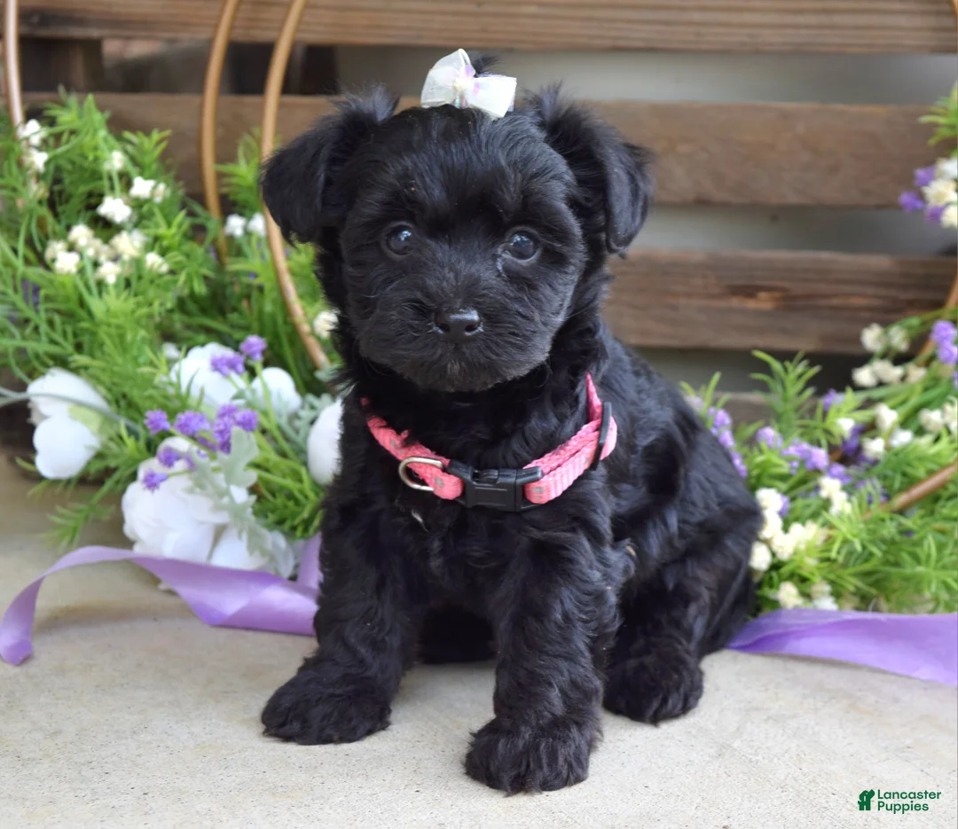 Yorkiepoo dogs for sale: Claire - Ad 2
