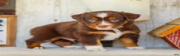 Miniature Australian Shepherd dogs for sale: Blaze - Ad 3