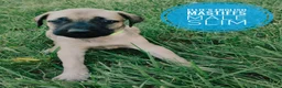 English Mastiff dogs for sale: Slim - Ad 4