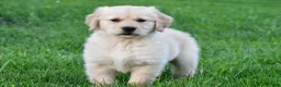 Golden Retriever dogs for sale: Diesel - Ad 5