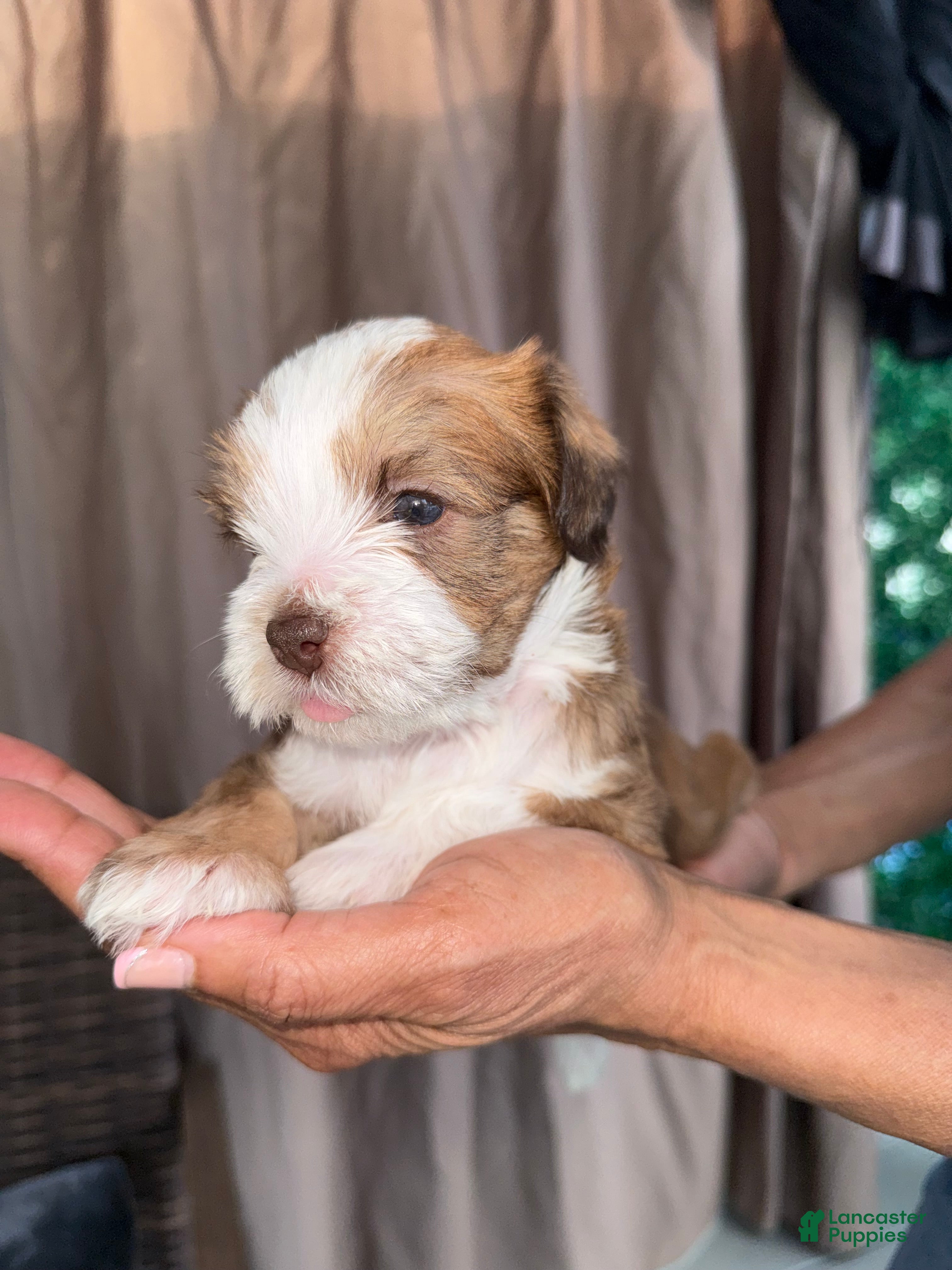 Mixed Breed dogs for sale: Bella - Ad 3