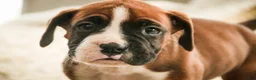 Boxer dogs for sale: Cappuccino - Ad 3