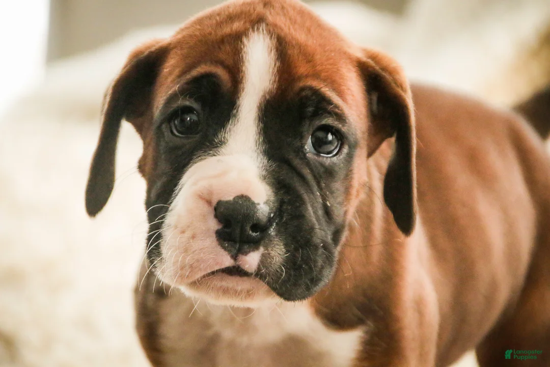 Boxer dogs for sale: Cappuccino - Ad 3