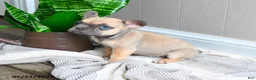 French Bulldog dogs for sale: Layla - Ad 4