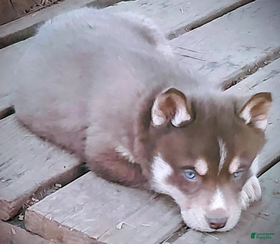Siberian Husky dogs for sale: Siberian Husky Puppy 3 - Ad 2