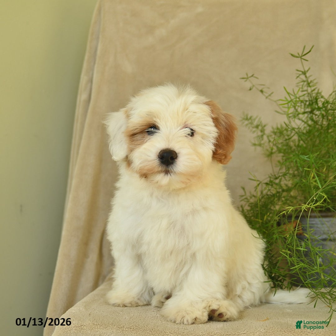Havapoo dogs for sale: Lancelot - Ad 2