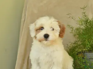 Havapoo dogs Lancelot - Ad 1