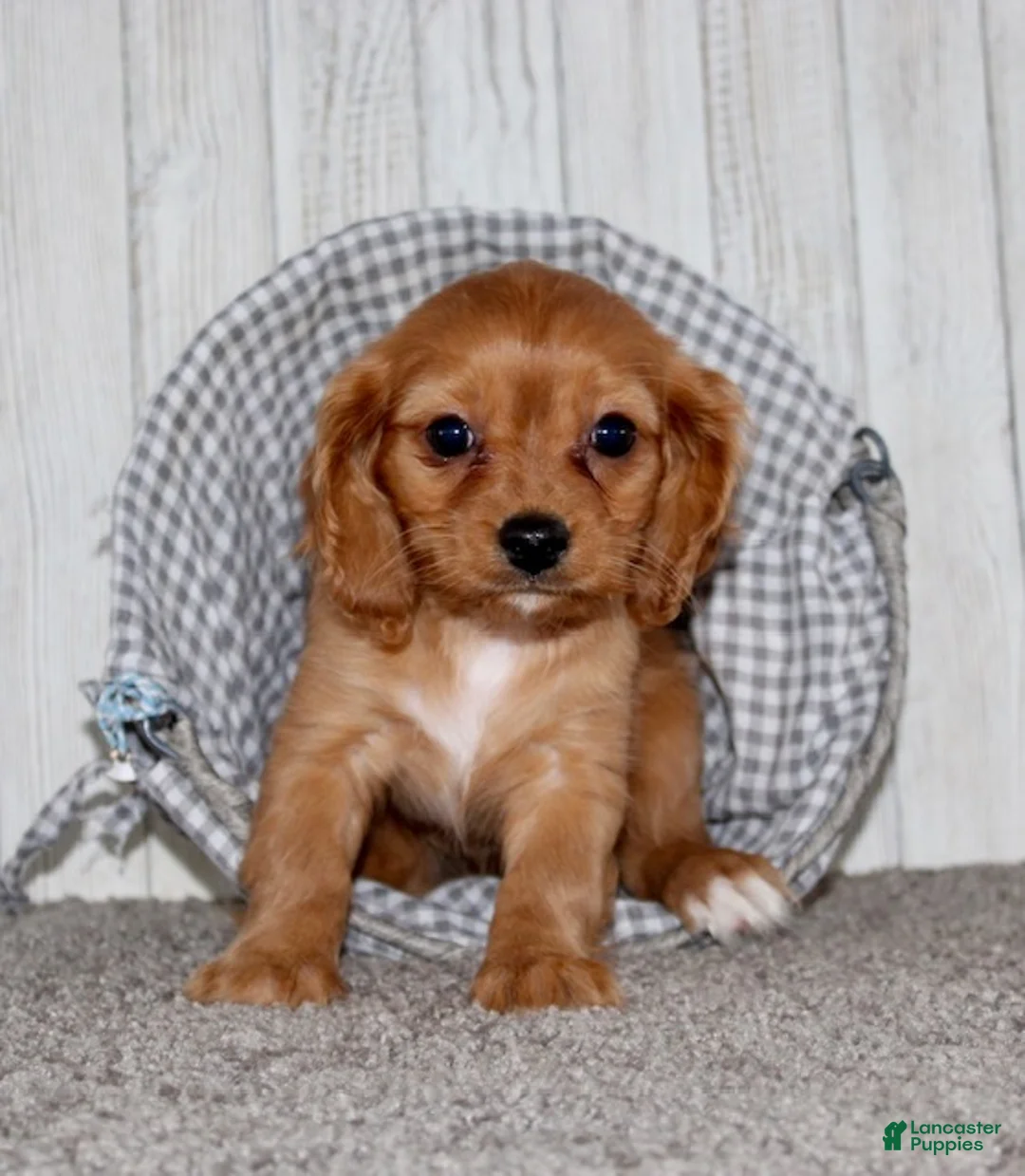 Cavapoo dogs for sale: Molly - Ad 5