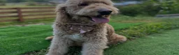 Goldendoodle dogs for sale: Onyx 🧡 - Ad 12