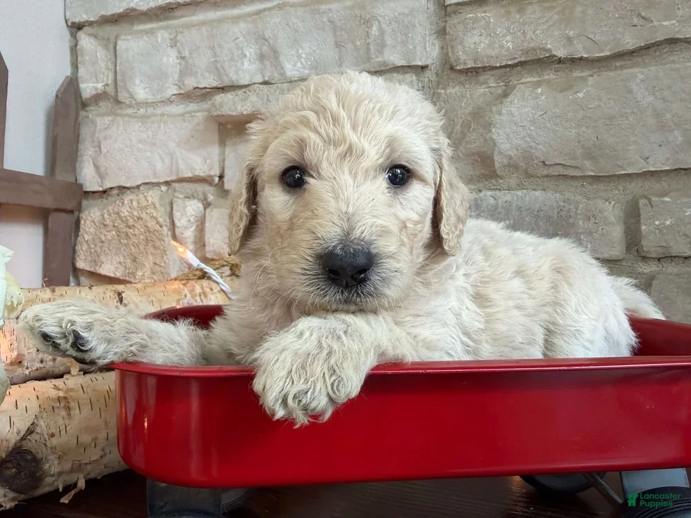 Labradoodle dogs Clove (Girl) - Ad 2