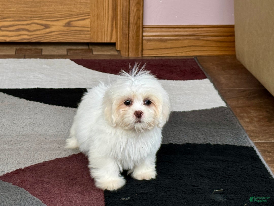 Lhasa Apso dogs for sale: Angel - Ad 2