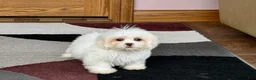 Lhasa Apso dogs for sale: Angel - Ad 3