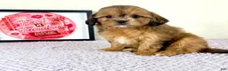 Shihpoo dogs for sale: Gretchen - Ad 17