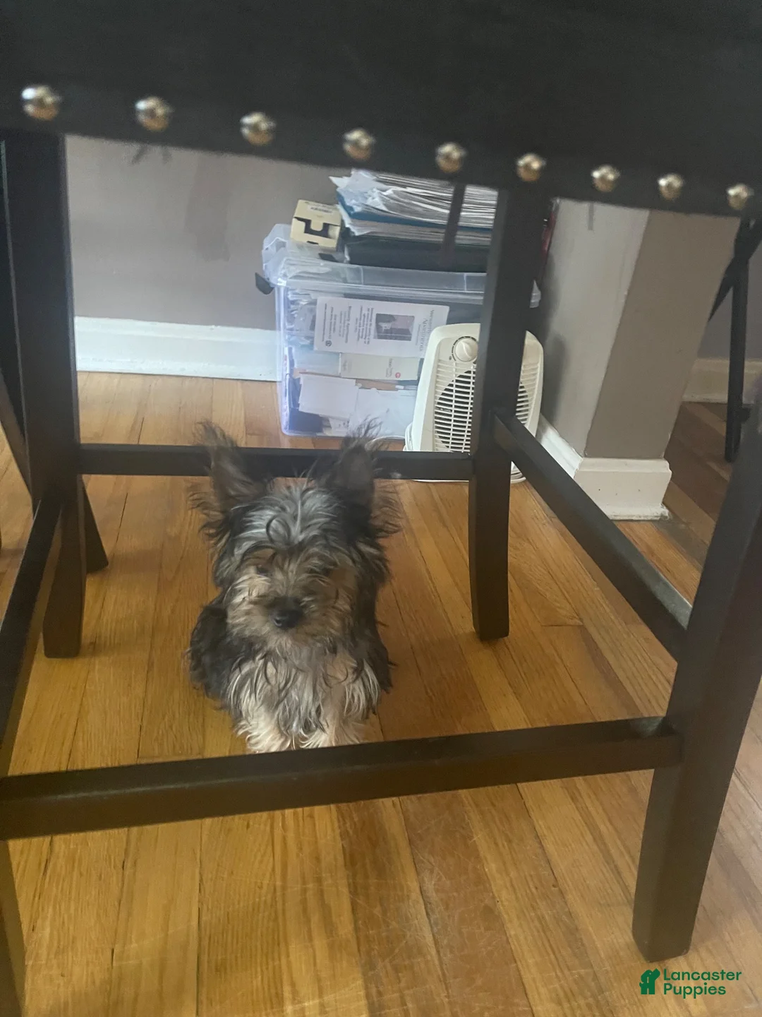 Yorkshire Terrier dogs for sale: Teddy Bear - Ad 2