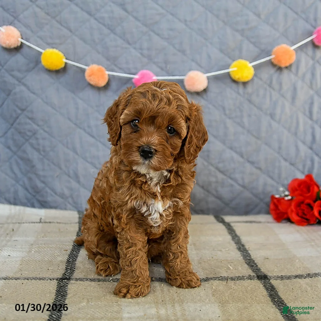 Cavapoo dogs for sale: Indie - Ad 5