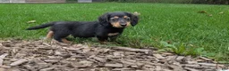 Miniature Dachshund dogs for sale: River  - Ad 3