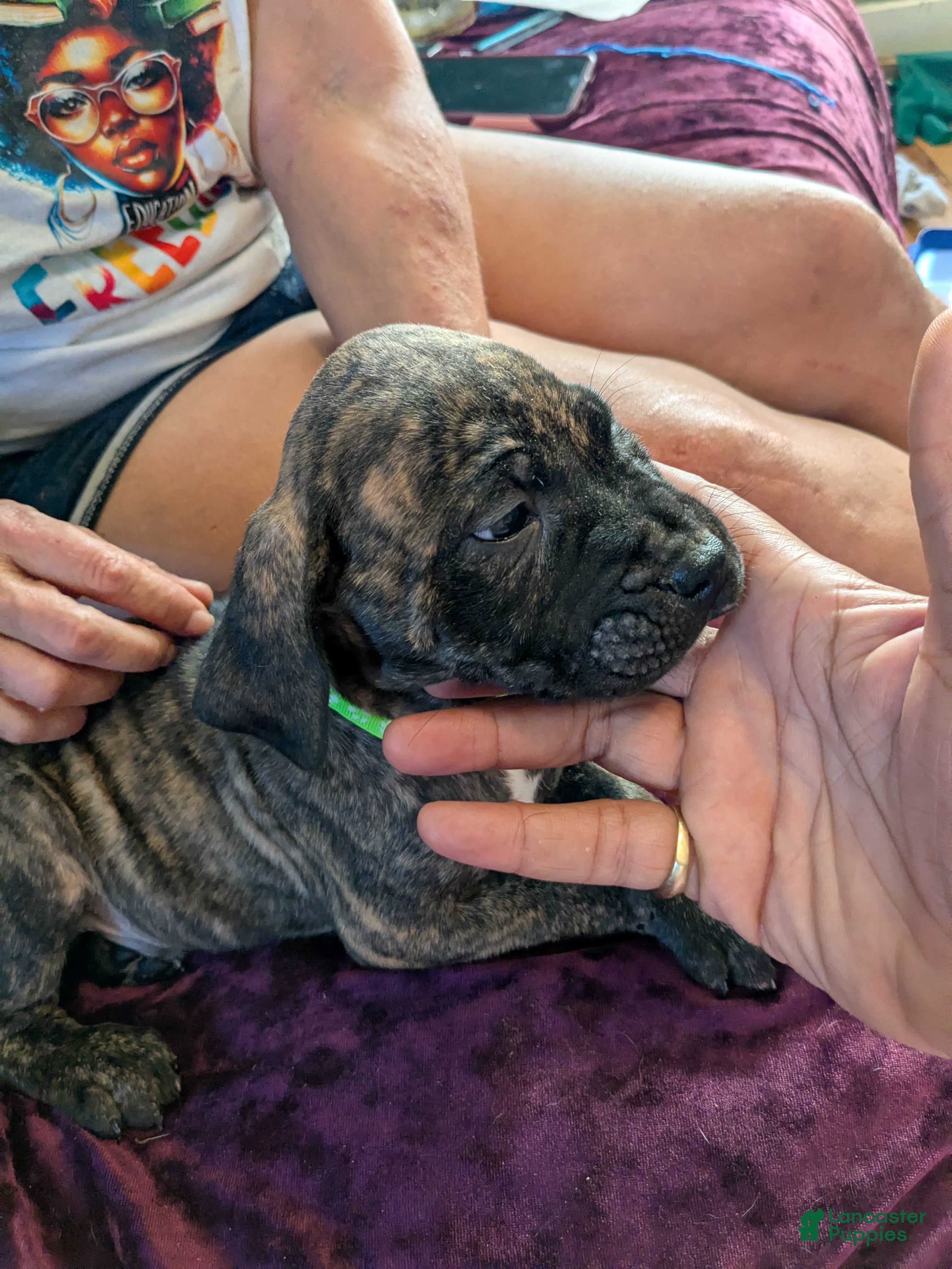Presa Canario dogs Presa Canario 4 - Ad 12