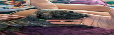 Presa Canario 4