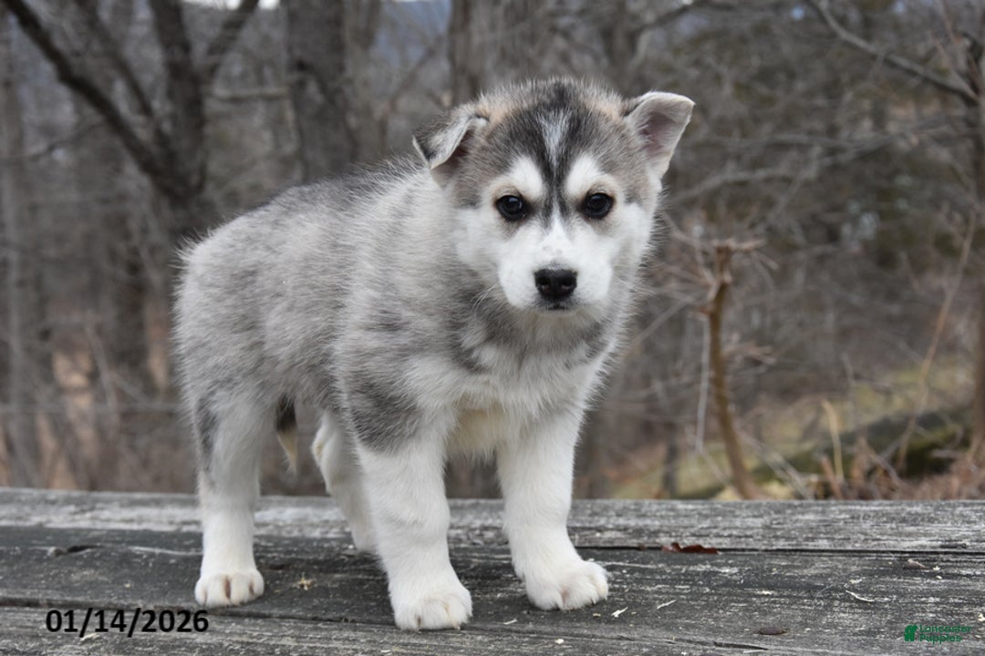 Gerberian Shepsky dogs for sale: Patty - Ad 1