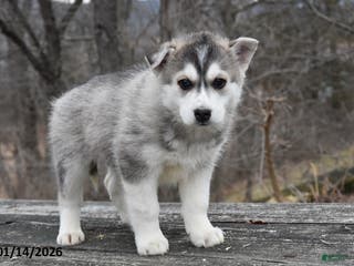 Gerberian Shepsky dogs Patty - Ad 5