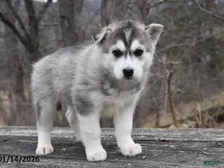 Gerberian Shepsky dogs Patty - Ad 6