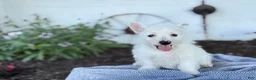 West Highland Terrier dogs for sale: Bentley - Ad 14