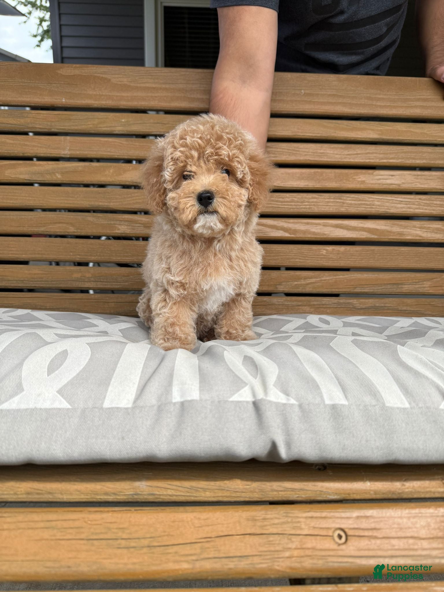 Toy Poodle dogs Sugar - Ad 3