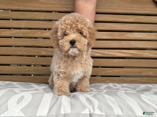 Toy Poodle dogs Sugar - Ad 33