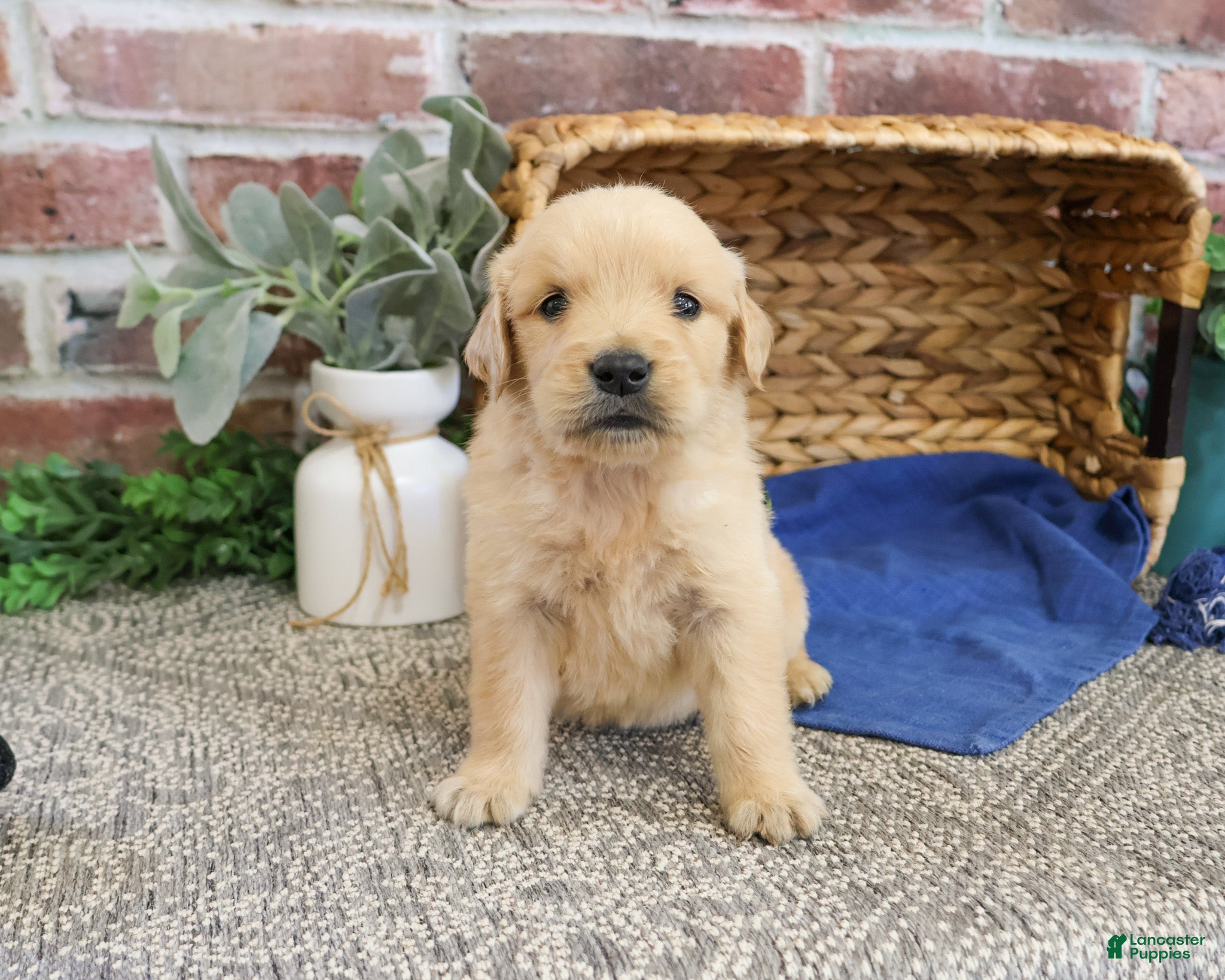 Golden Retriever dogs Georgie - Ad 4
