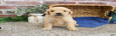 Georgie