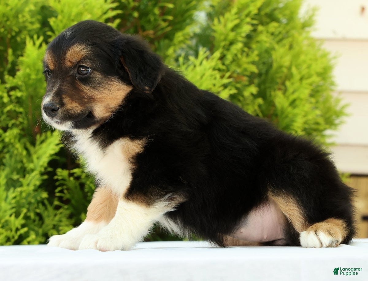 Australian Shepherd dogs for sale: Sunshine - Ad 4