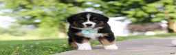 Miniature Australian Shepherd dogs for sale: Rustler - Ad 3