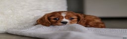Cavalier King Charles Spaniel dogs for sale: Charlie - Ad 2