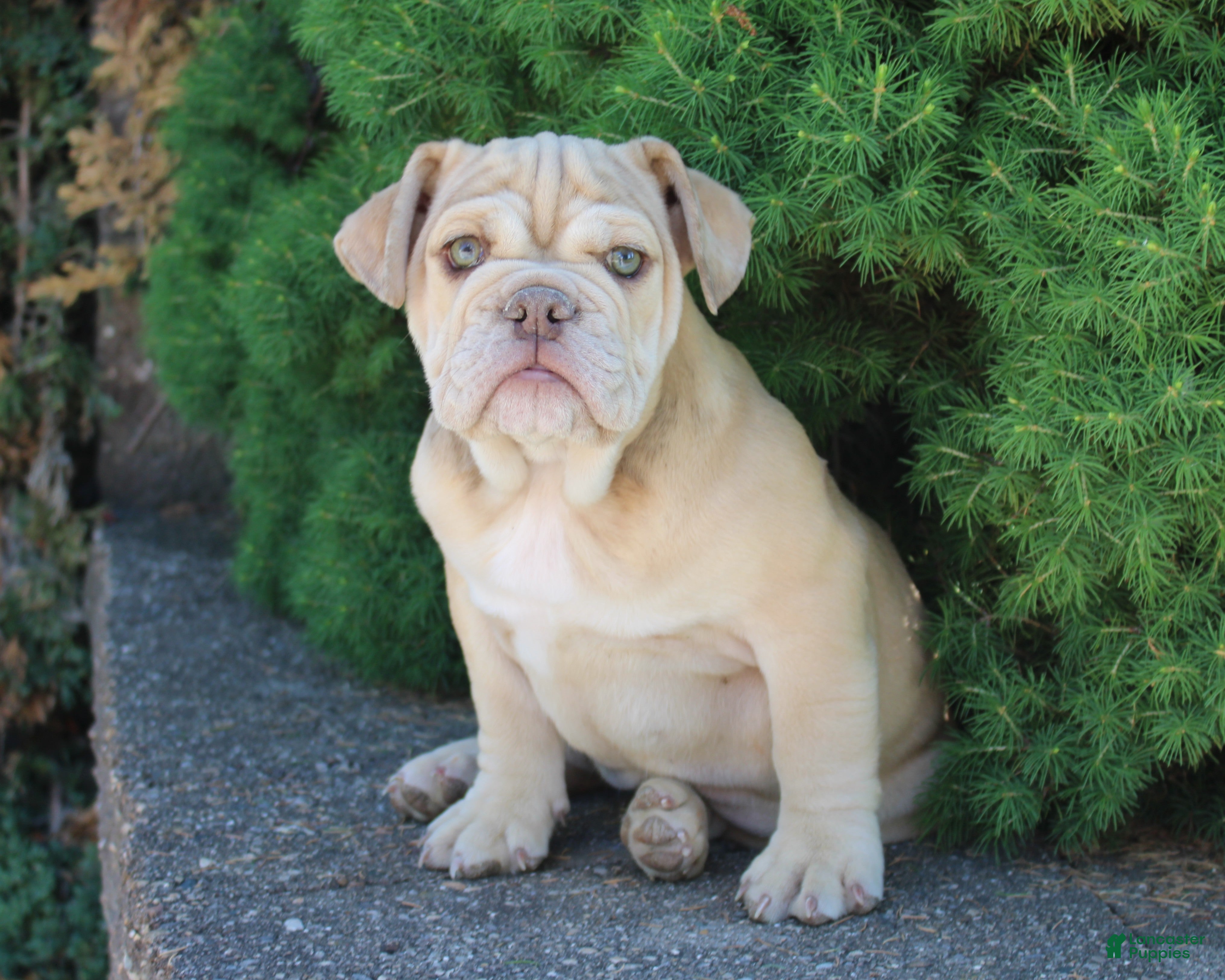 English Bulldog dogs Karis - Ad 1